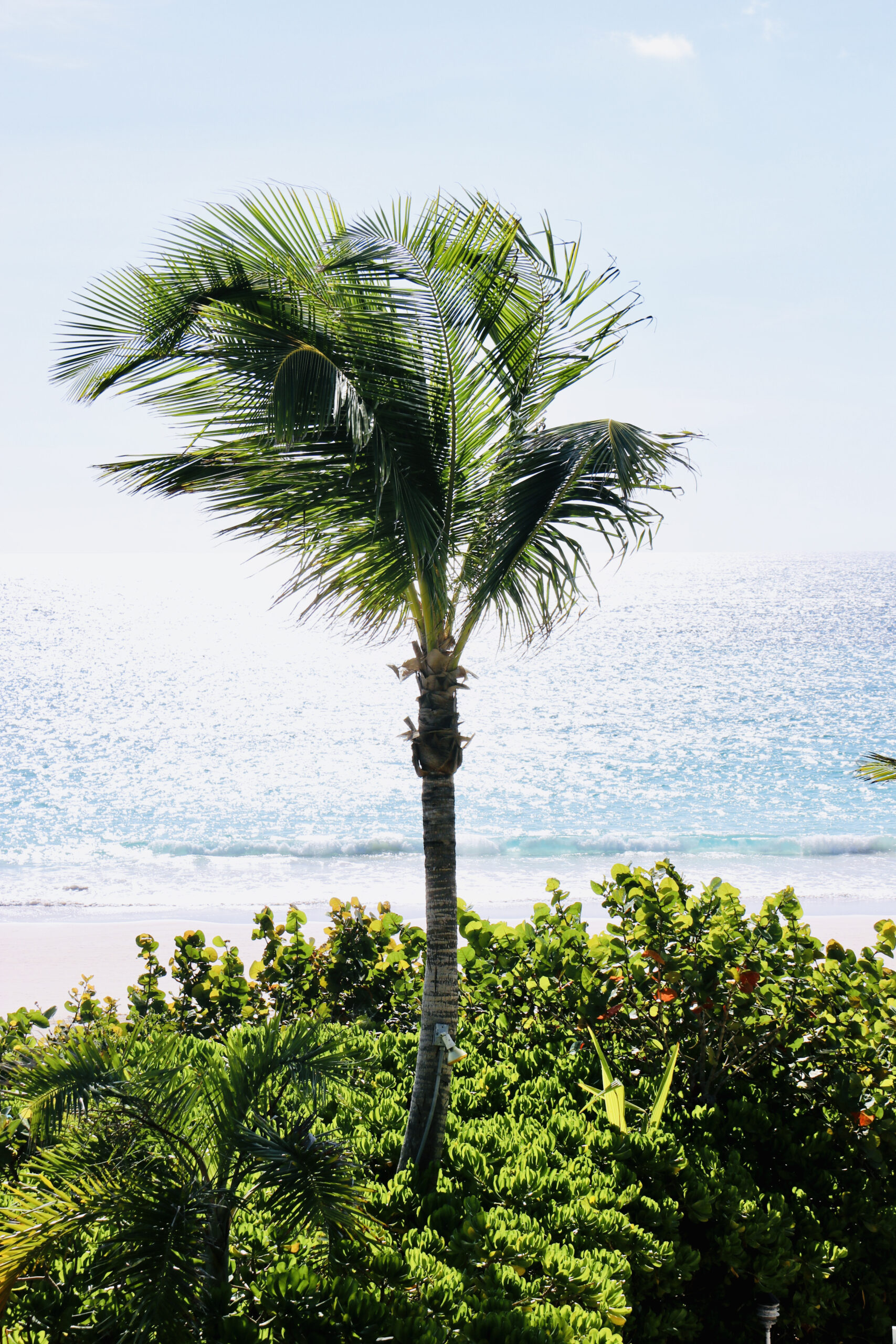 Palm tree on the beach